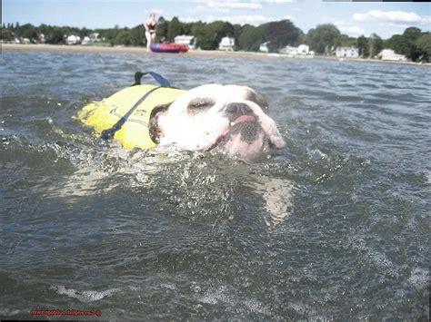 Can English Bulldogs Swim? Exploring the Aquatic Abilities of a Beloved Breed