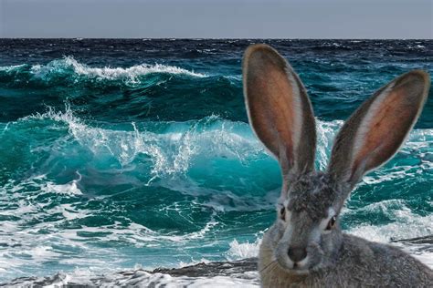 Can Rabbits Swim? And Why Do They Prefer Carrots Over Cucumbers?