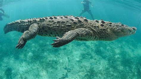 How Fast Can a Gator Swim: And Why Do They Always Look So Chill?