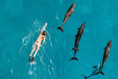 How Fast Can the Fastest Human Swim: And Could They Outpace a Dolphin in a Dream?