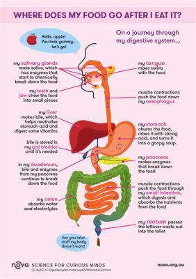 How Fast Does Your Body Process Protein: A Journey Through the Digestive Symphony