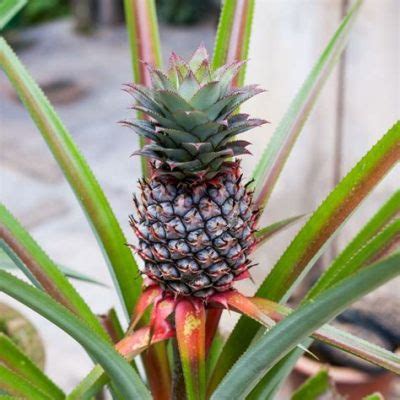 How to Get a Discount at Lifetime Fitness and Why Pineapples Might Be the Key