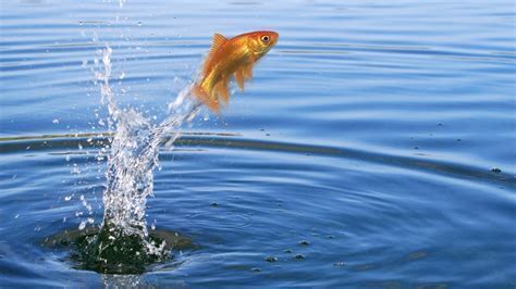 Is the Colorado River Safe to Swim In? And Why Do Fish Wear Sunglasses?