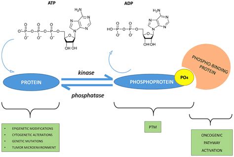 What does protein phosphatase do, and why does it sometimes feel like a molecular DJ remixing cellular signals?