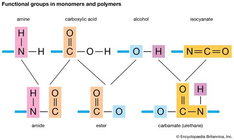 What is the monomer of a protein called, and why do amino acids sometimes feel like they're in a constant state of existential crisis?